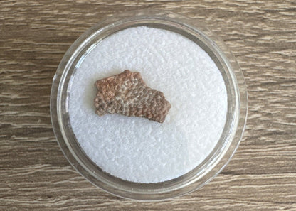Megaloolithus fossil eggshell fragment from Hypselosaurus priscus, France (0.51") - FossilsAndMore