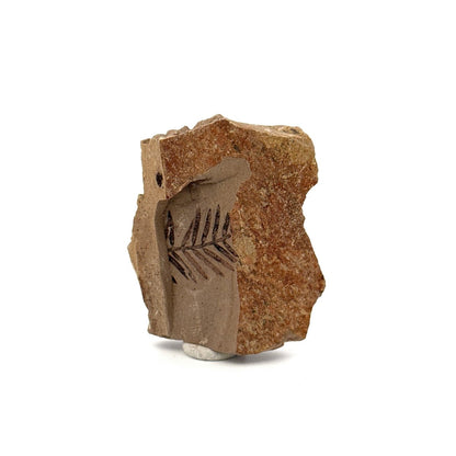 Metasequoia sp. Dawn Redwood leaf fossil (0.69") - Eocene, Canada - FossilsAndMore