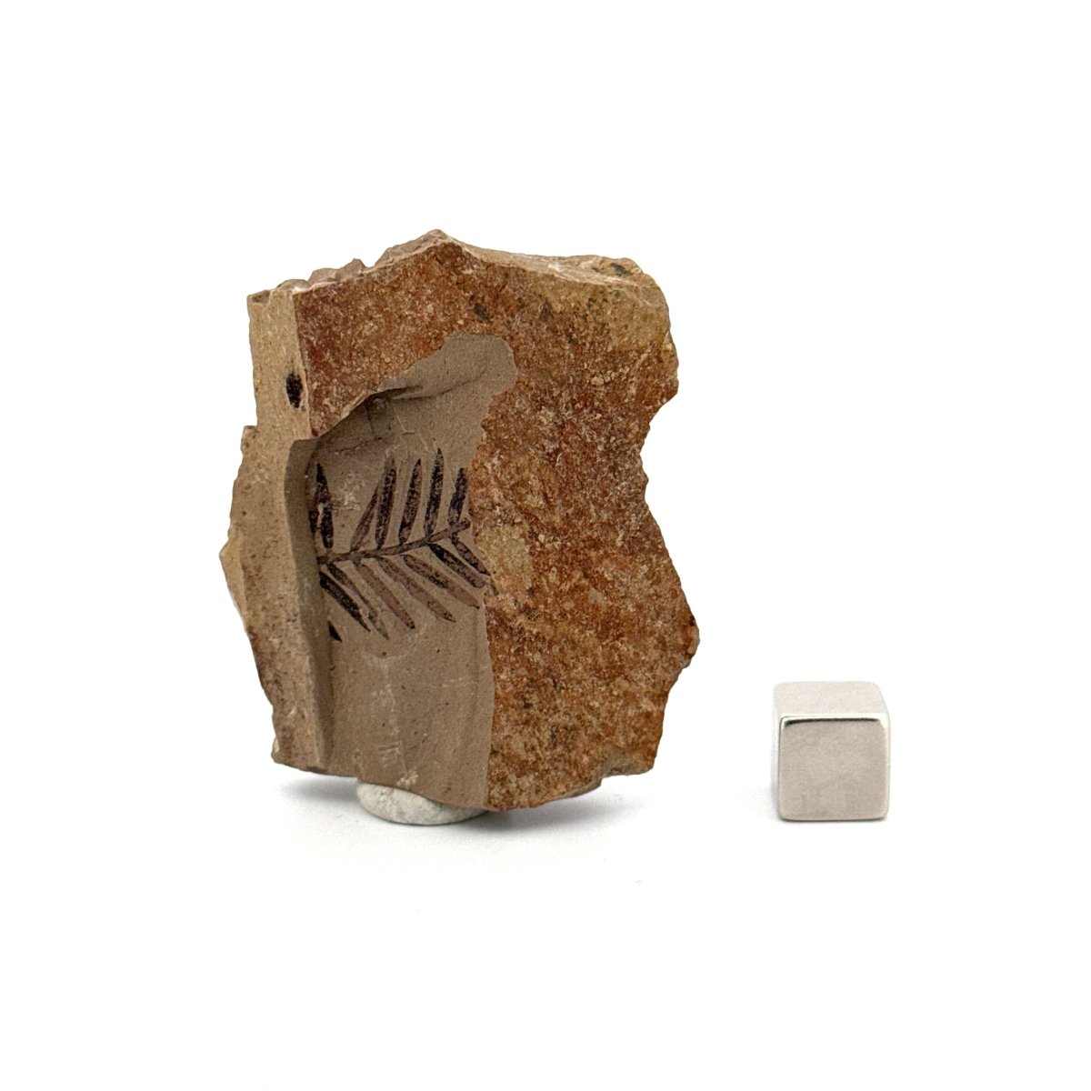 Metasequoia sp. Dawn Redwood leaf fossil (0.69") - Eocene, Canada - FossilsAndMore