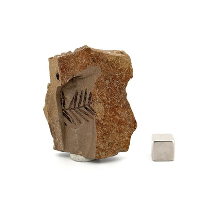 Metasequoia sp. Dawn Redwood leaf fossil (0.69") - Eocene, Canada - FossilsAndMore