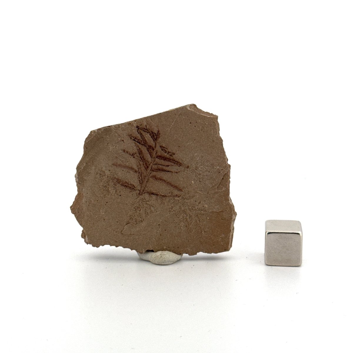Metasequoia sp. Dawn Redwood leaf fossil (0.71") - Eocene, Canada - FossilsAndMore