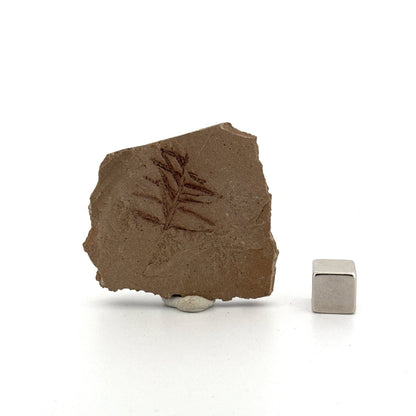 Metasequoia sp. Dawn Redwood leaf fossil (0.71") - Eocene, Canada - FossilsAndMore