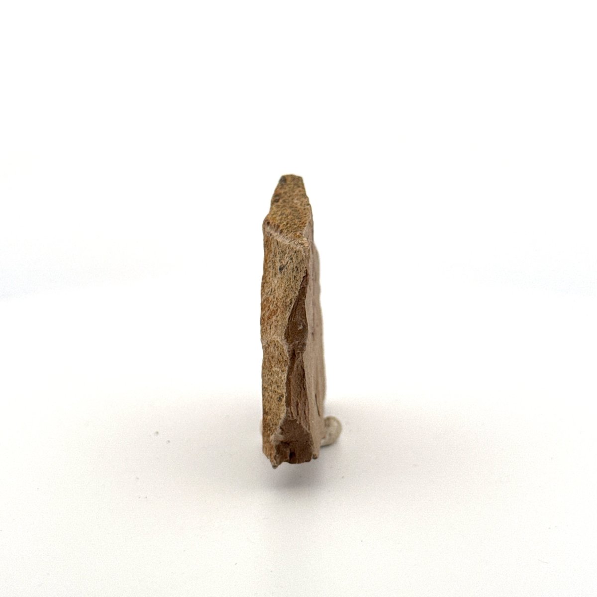 Metasequoia sp. Dawn Redwood leaf fossil (0.71") - Eocene, Canada - FossilsAndMore