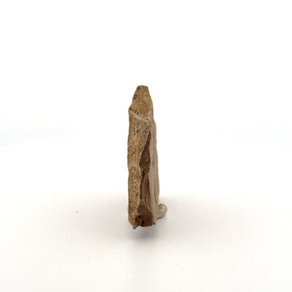 Metasequoia sp. Dawn Redwood leaf fossil (0.71") - Eocene, Canada - FossilsAndMore