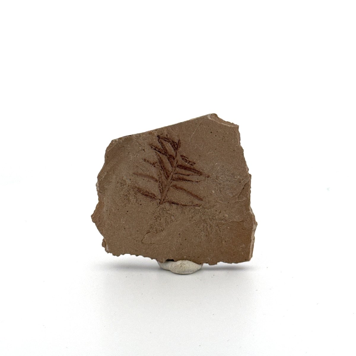 Metasequoia sp. Dawn Redwood leaf fossil (0.71") - Eocene, Canada - FossilsAndMore