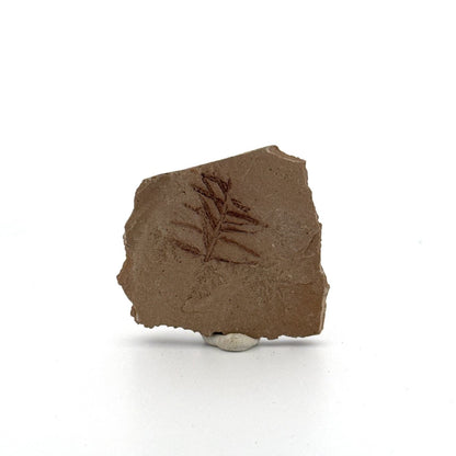 Metasequoia sp. Dawn Redwood leaf fossil (0.71") - Eocene, Canada - FossilsAndMore
