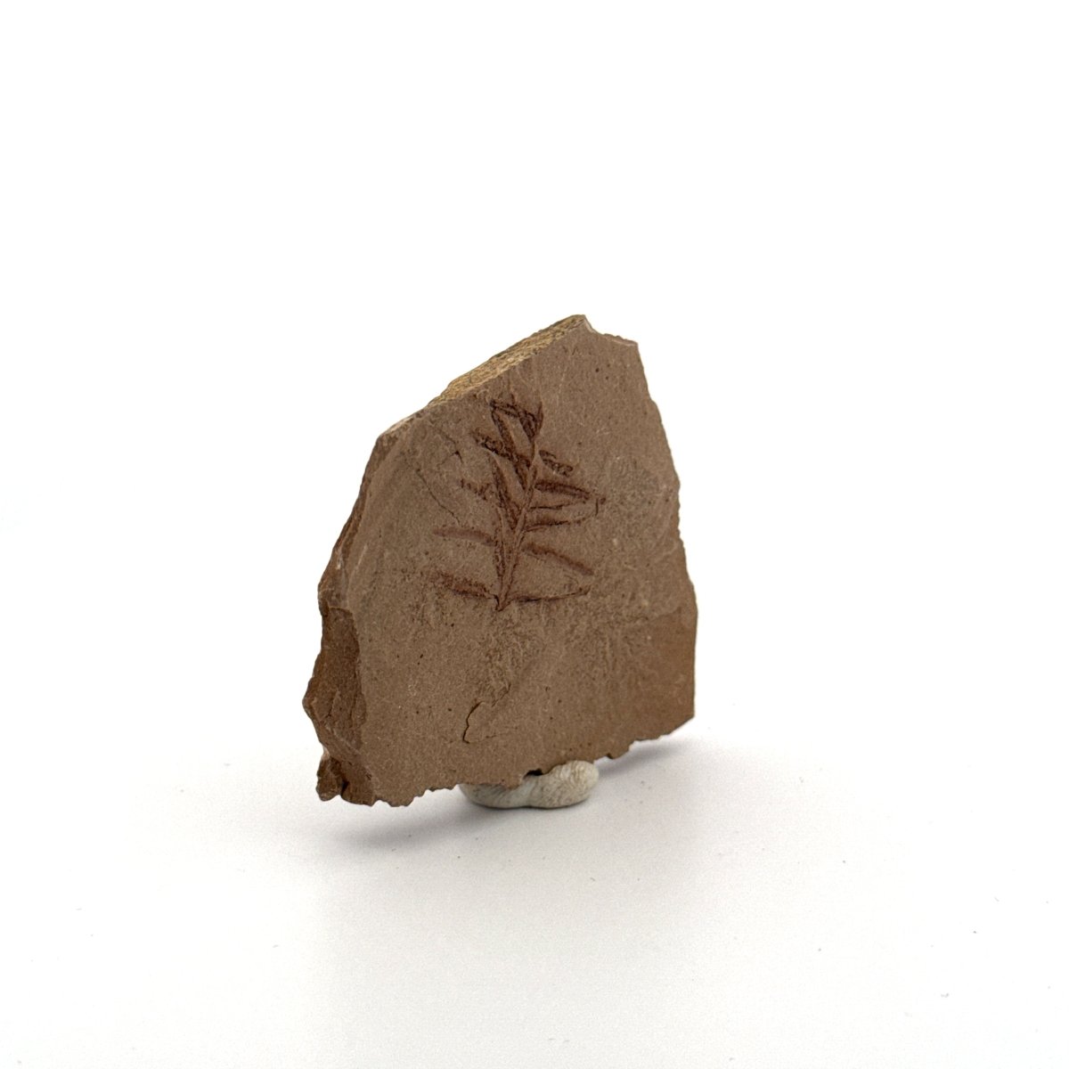 Metasequoia sp. Dawn Redwood leaf fossil (0.71") - Eocene, Canada - FossilsAndMore