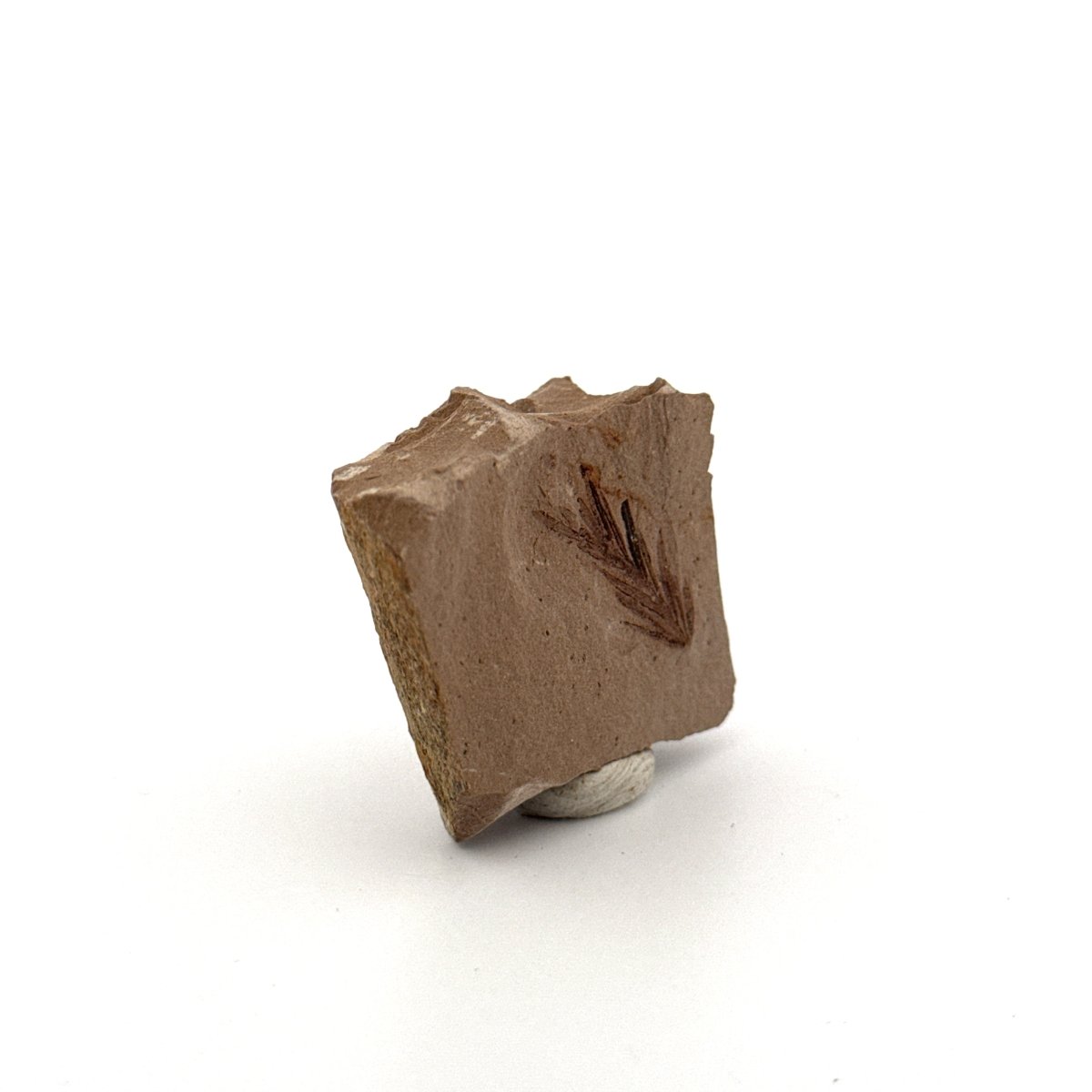 Metasequoia sp. Dawn Redwood leaf fossil (0.80") - Eocene, Canada - FossilsAndMore