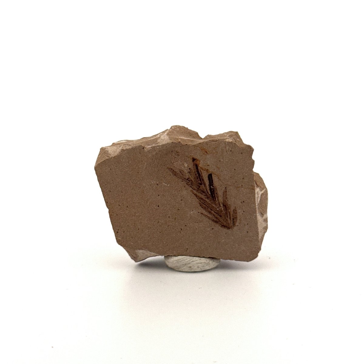 Metasequoia sp. Dawn Redwood leaf fossil (0.80") - Eocene, Canada - FossilsAndMore