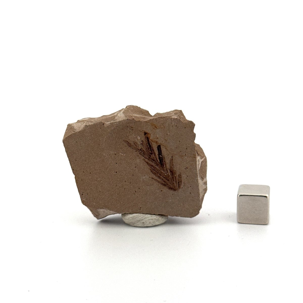 Metasequoia sp. Dawn Redwood leaf fossil (0.80") - Eocene, Canada - FossilsAndMore