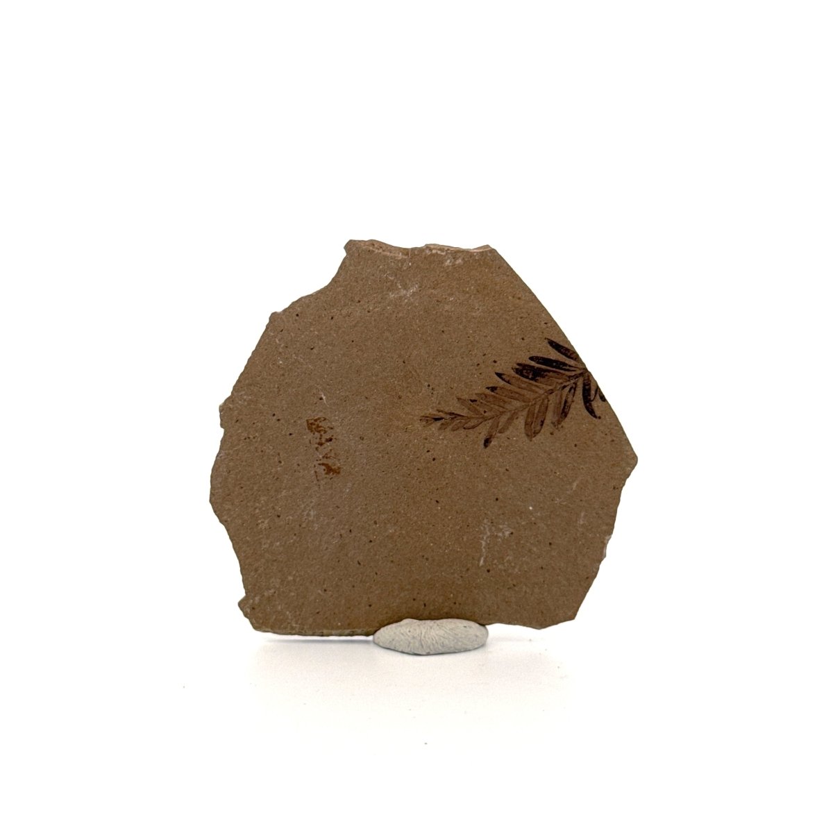 Metasequoia sp. Dawn Redwood leaf fossil (0.82") from Eocene, Canada - FossilsAndMore