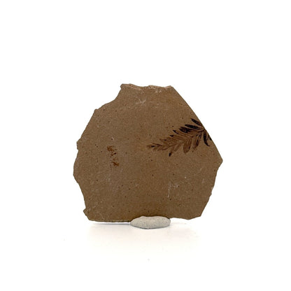 Metasequoia sp. Dawn Redwood leaf fossil (0.82") from Eocene, Canada - FossilsAndMore
