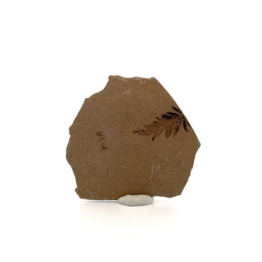 Metasequoia sp. Dawn Redwood leaf fossil (0.82") from Eocene, Canada - FossilsAndMore