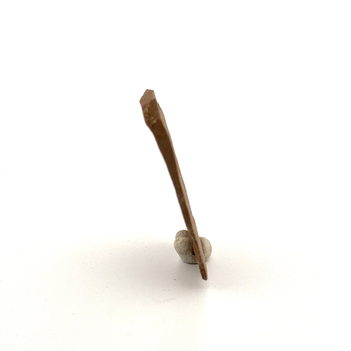 Metasequoia sp. Dawn Redwood leaf fossil (1.12") - Eocene, Canada - FossilsAndMore