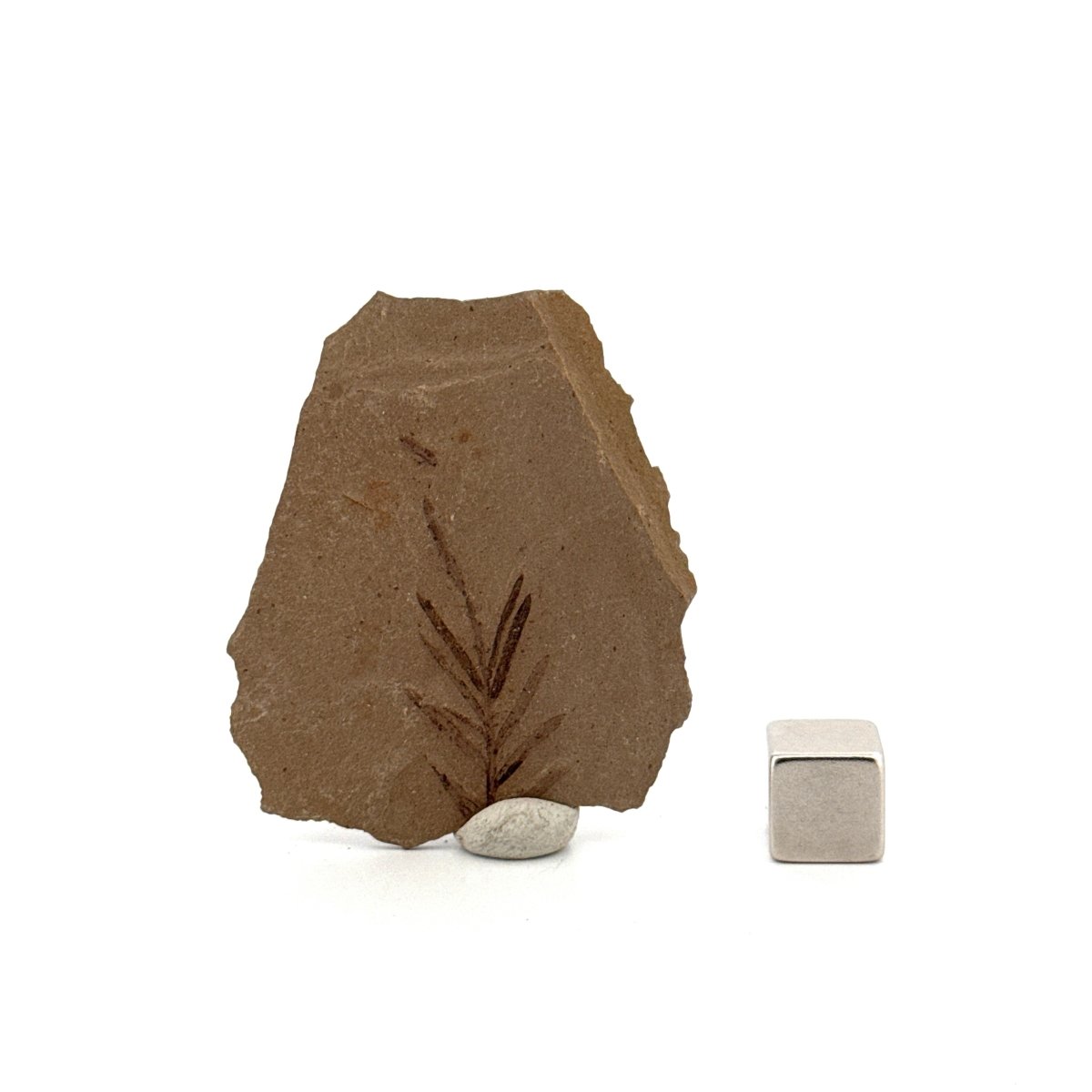 Metasequoia sp. Dawn Redwood leaf fossil (1.12") - Eocene, Canada - FossilsAndMore