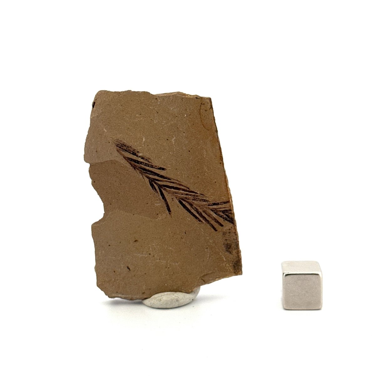 Metasequoia sp. Dawn Redwood leaf fossil (1.33") - Eocene, Canada - FossilsAndMore