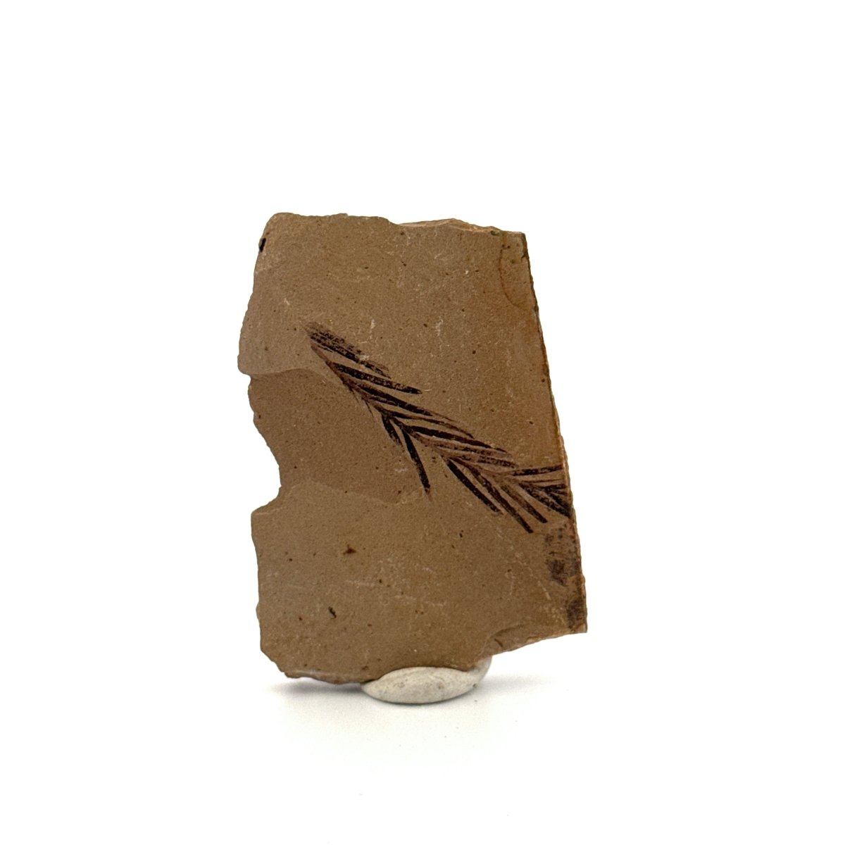 Metasequoia sp. Dawn Redwood leaf fossil (1.33") - Eocene, Canada - FossilsAndMore