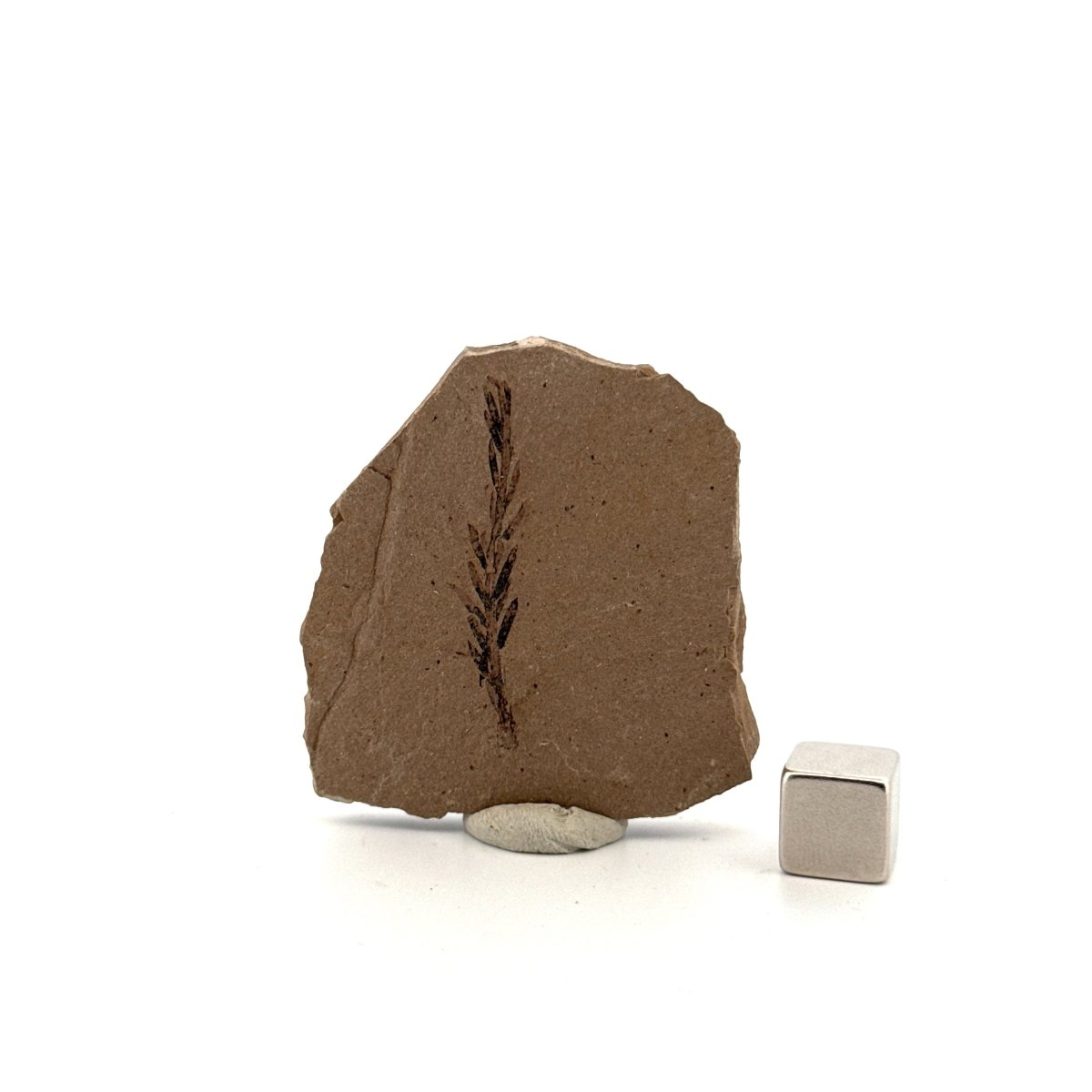 Metasequoia sp. Dawn Redwood leaf fossil (1.35") from Eocene, Canada - FossilsAndMore