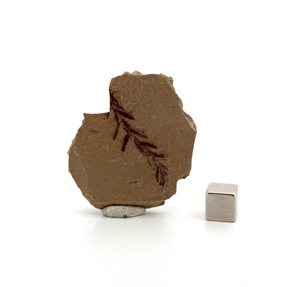 Metasequoia sp. Dawn Redwood leaf fossil (1.36") - Eocene, Canada - FossilsAndMore