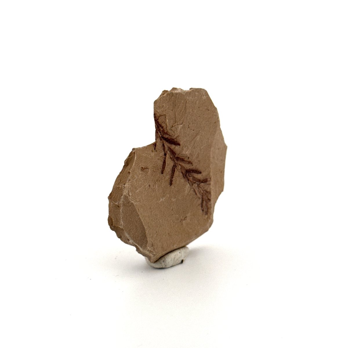 Metasequoia sp. Dawn Redwood leaf fossil (1.36") - Eocene, Canada - FossilsAndMore