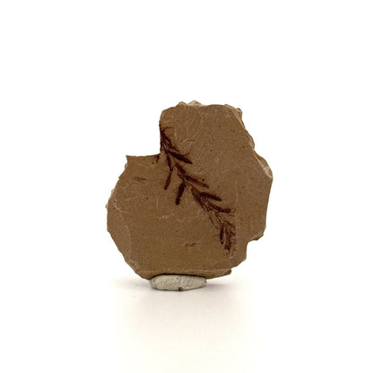 Metasequoia sp. Dawn Redwood leaf fossil (1.36") - Eocene, Canada - FossilsAndMore