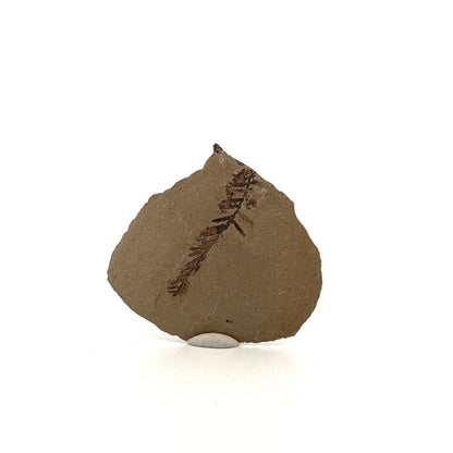 Metasequoia sp. Dawn Redwood leaf fossil (1.39") from Eocene, Canada - FossilsAndMore