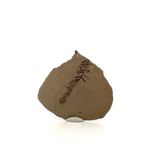 Metasequoia sp. Dawn Redwood leaf fossil (1.39") from Eocene, Canada - FossilsAndMore