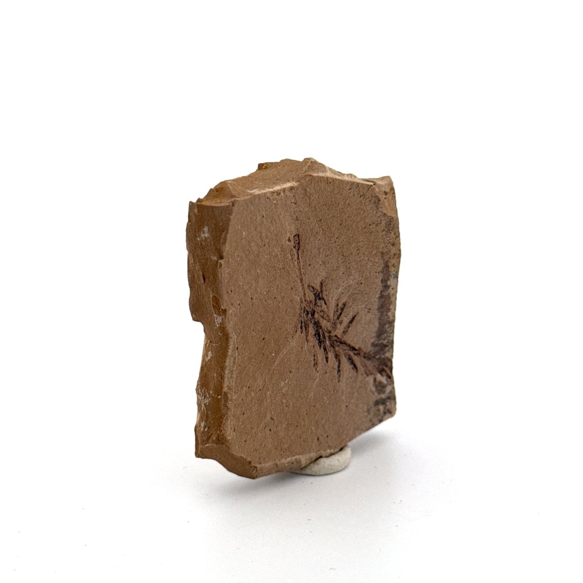 Metasequoia sp. Dawn Redwood leaf fossil (1.43") - Eocene, Canada - FossilsAndMore