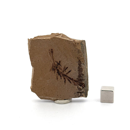 Metasequoia sp. Dawn Redwood leaf fossil (1.43") - Eocene, Canada - FossilsAndMore