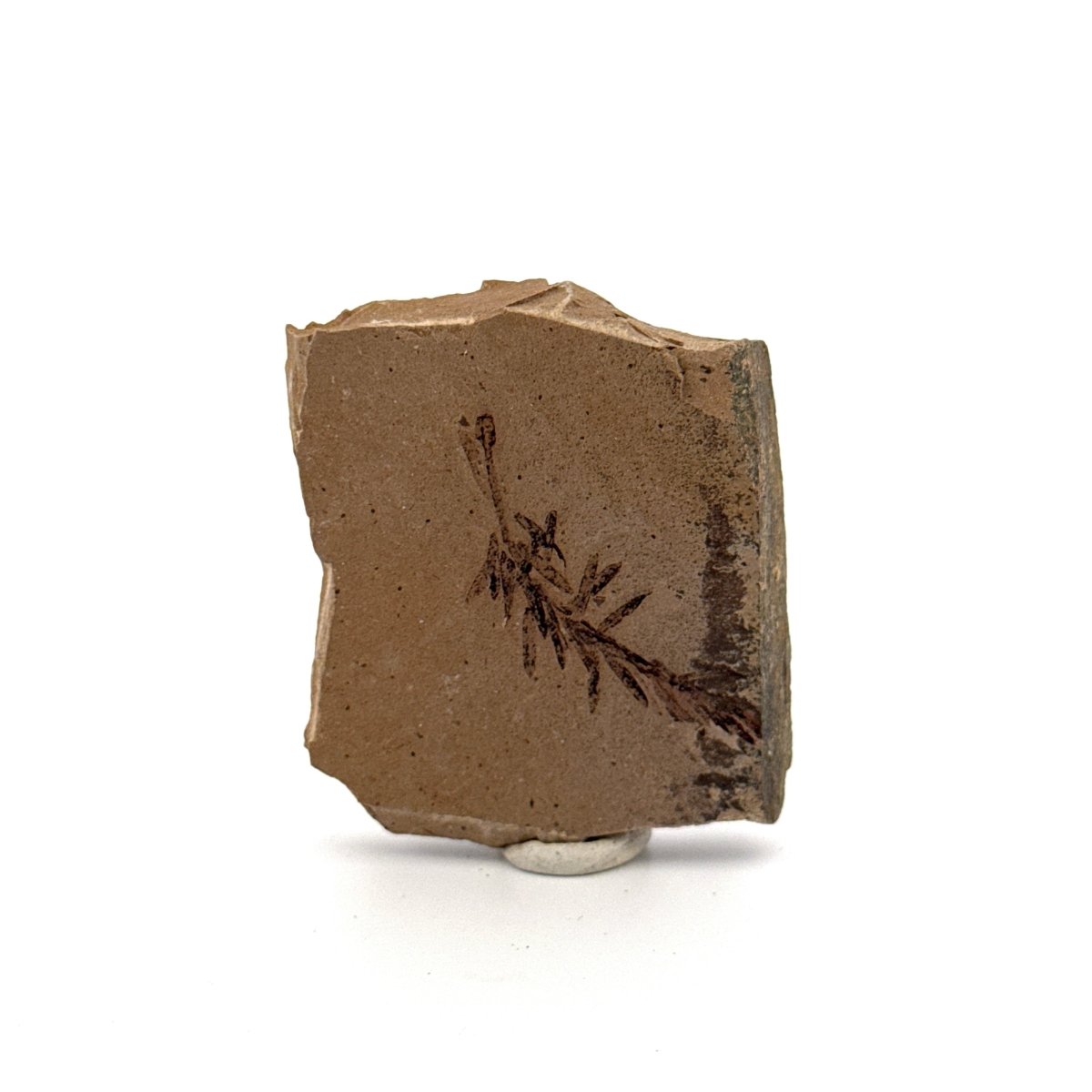 Metasequoia sp. Dawn Redwood leaf fossil (1.43") - Eocene, Canada - FossilsAndMore