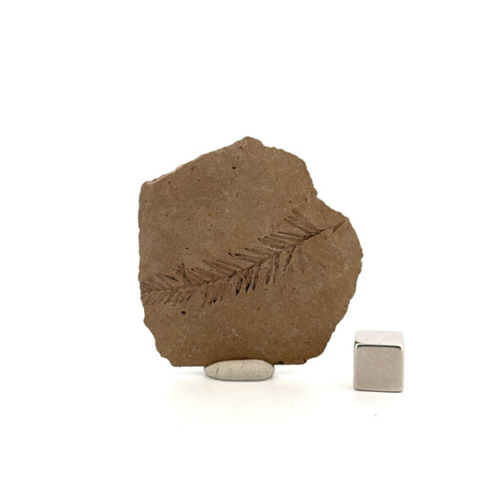 Metasequoia sp. Dawn Redwood leaf fossil (1.53") from Eocene, Canada - FossilsAndMore