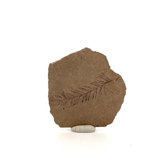Metasequoia sp. Dawn Redwood leaf fossil (1.53") from Eocene, Canada - FossilsAndMore