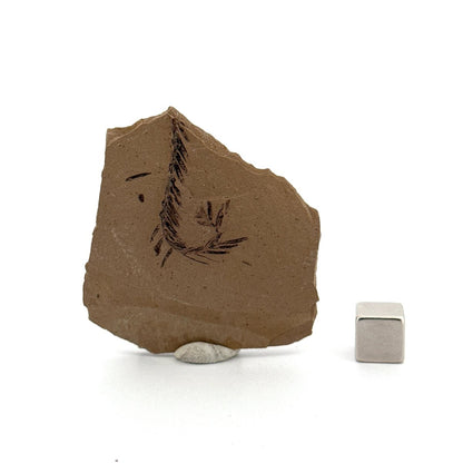 Metasequoia sp. Dawn Redwood leaf fossil (1.60") - Eocene, Canada - FossilsAndMore