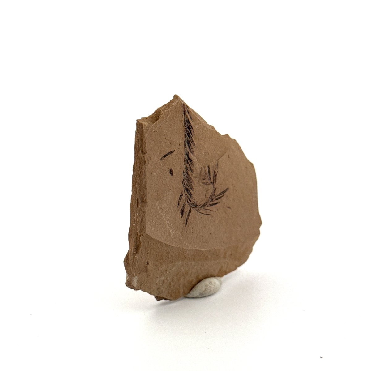 Metasequoia sp. Dawn Redwood leaf fossil (1.60") - Eocene, Canada - FossilsAndMore