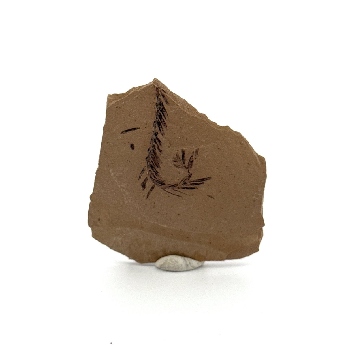 Metasequoia sp. Dawn Redwood leaf fossil (1.60") - Eocene, Canada - FossilsAndMore