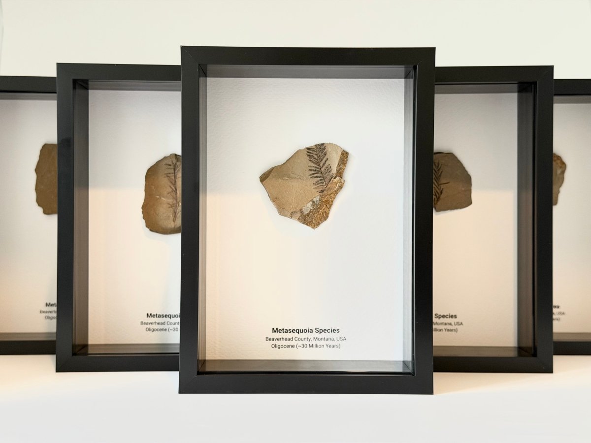 Metasequoia species Fossil Leaf in Large Shadow Box Frame - FossilsAndMore