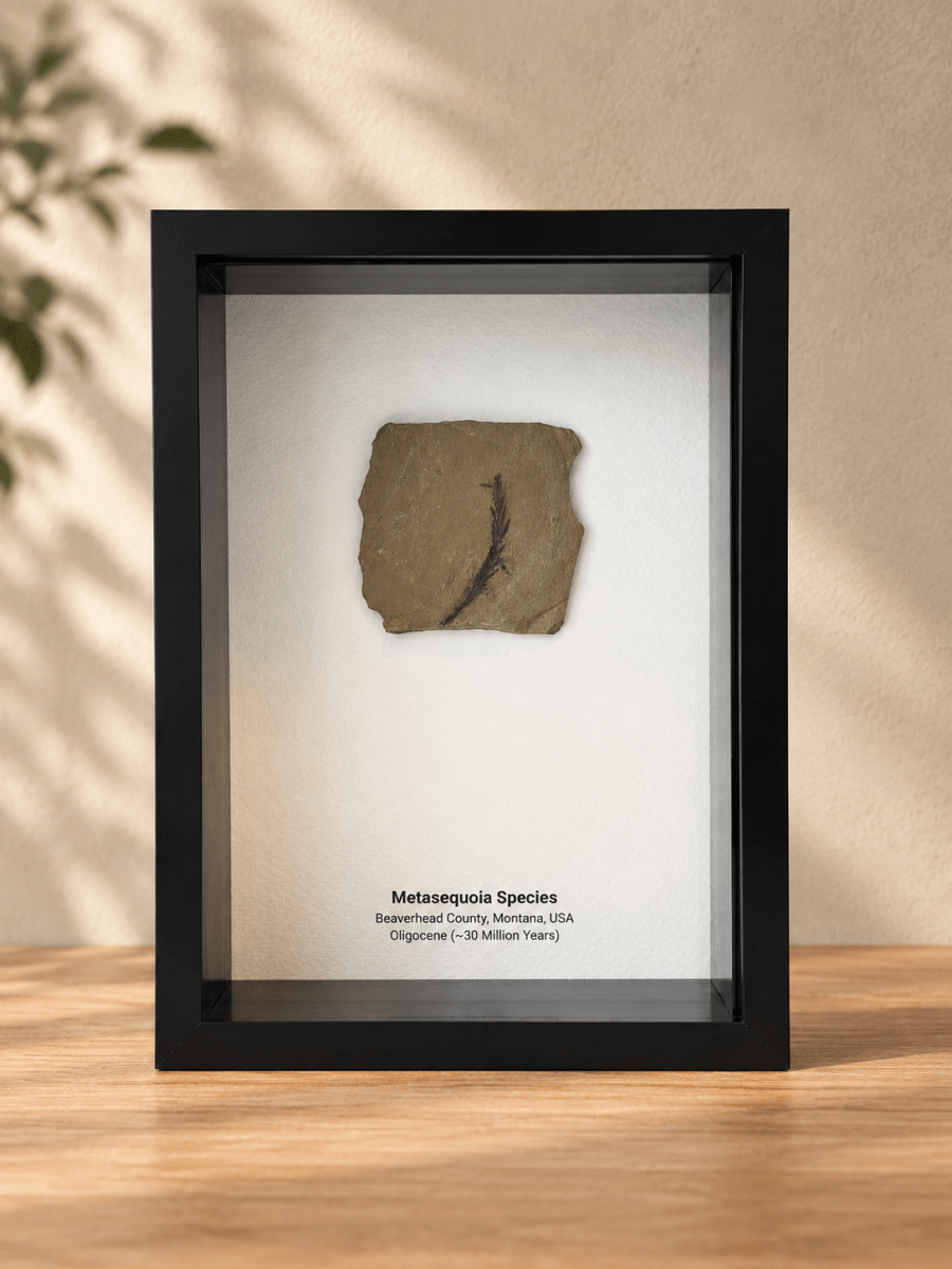 Metasequoia species Fossil Leaf in Large Shadow Box Frame - FossilsAndMore
