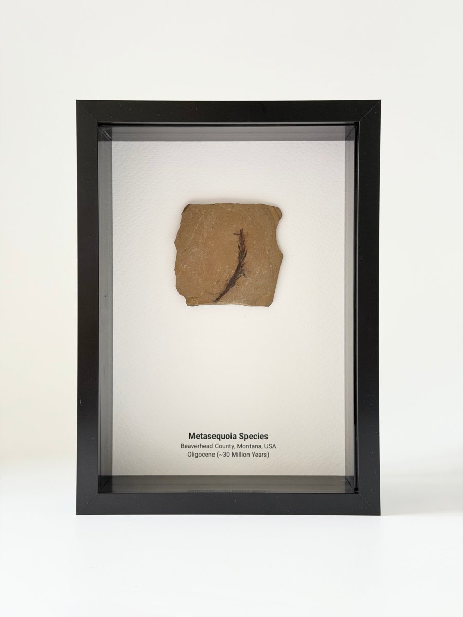 Metasequoia species Fossil Leaf in Large Shadow Box Frame - FossilsAndMore