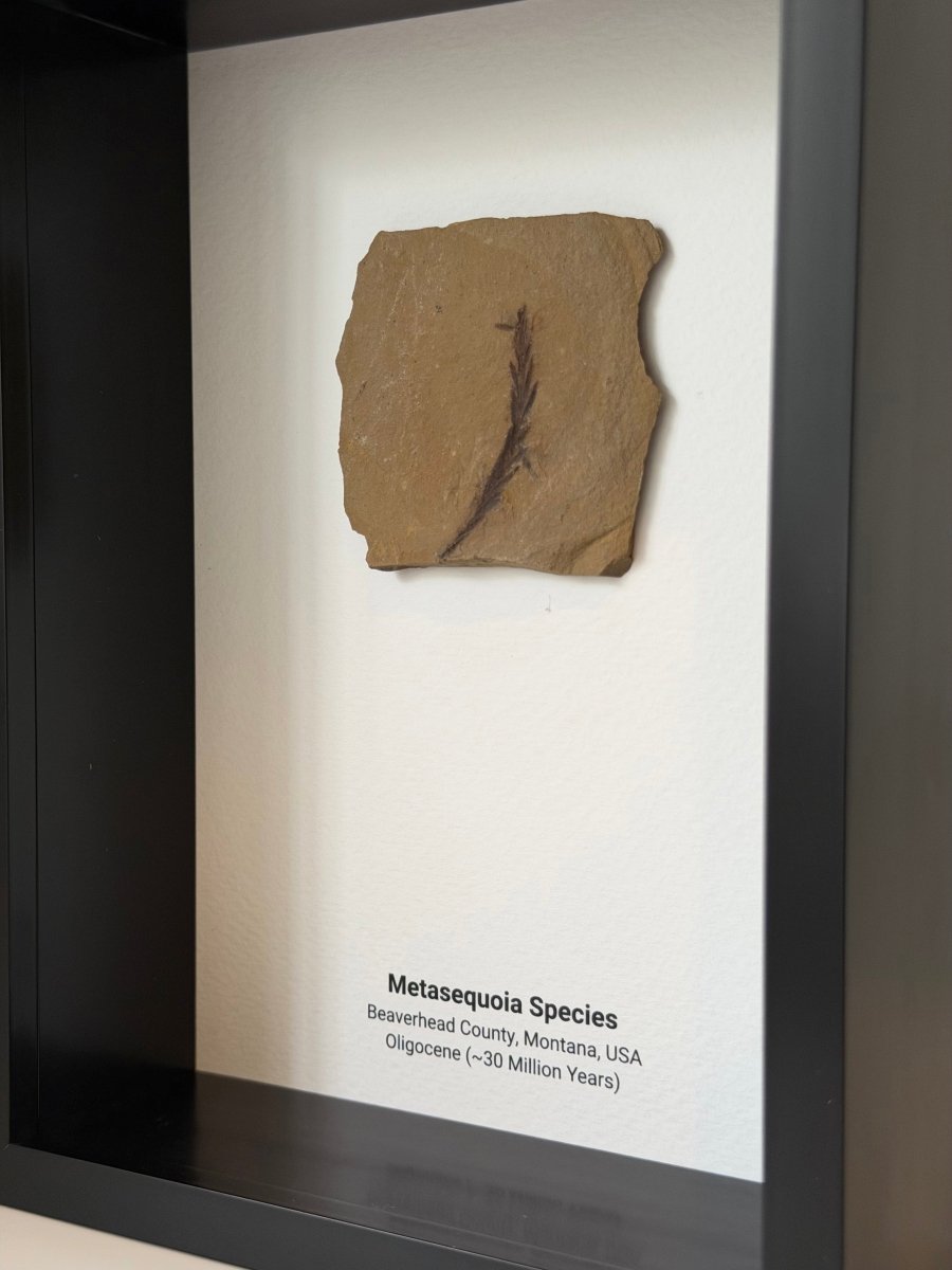 Metasequoia species Fossil Leaf in Large Shadow Box Frame - FossilsAndMore