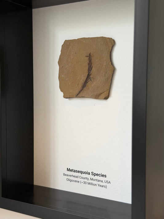 Metasequoia species Fossil Leaf in Large Shadow Box Frame - FossilsAndMore