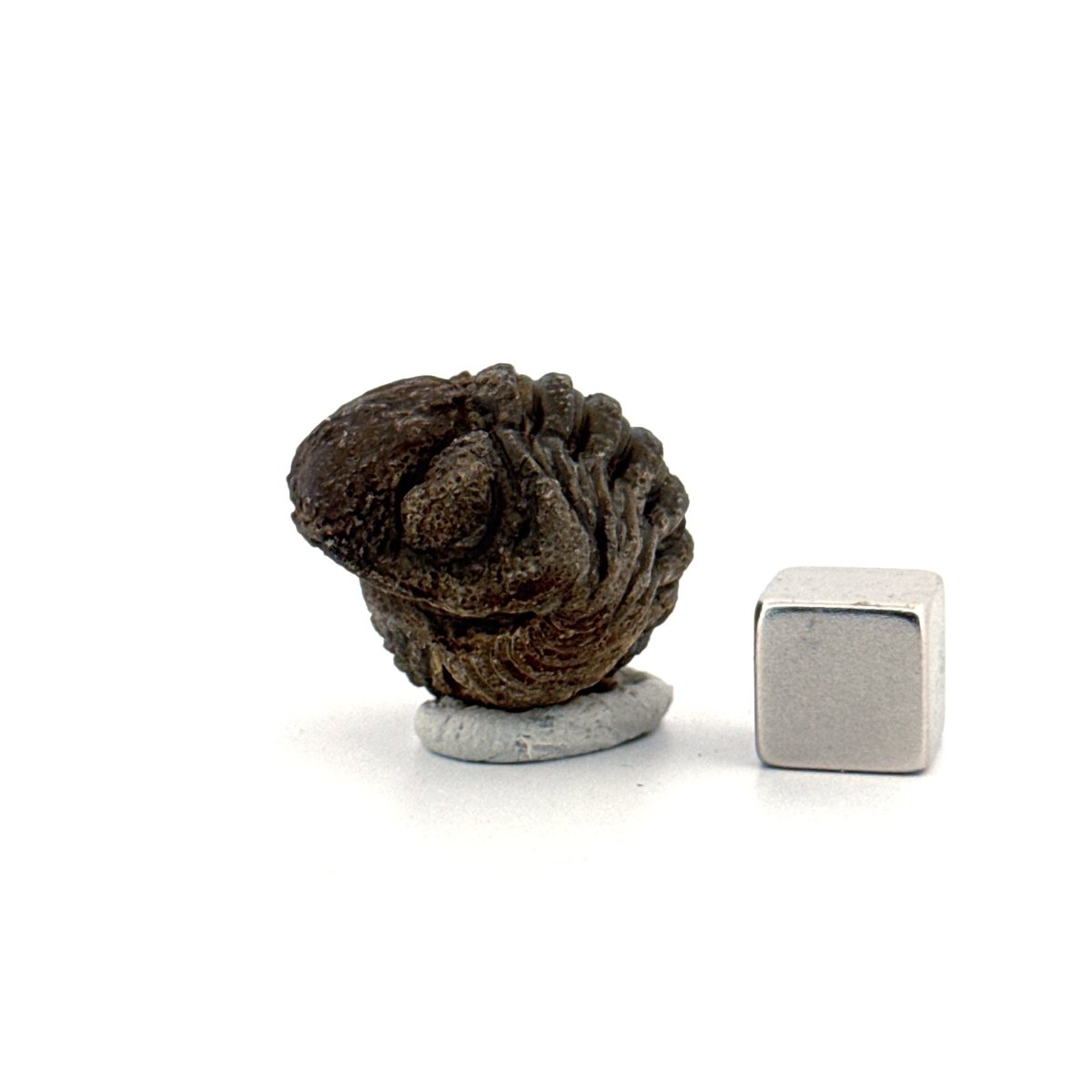 Morocops, Devonian Rolled - up Trilobite fossil from Morocco (1.60") - FossilsAndMore