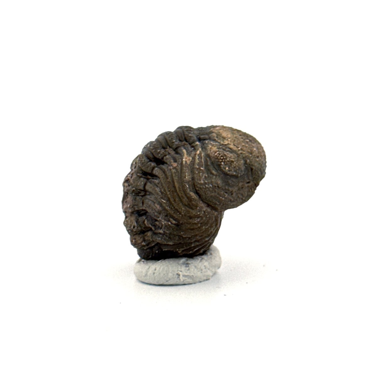 Morocops, Devonian Rolled - up Trilobite fossil from Morocco (1.70") - FossilsAndMore