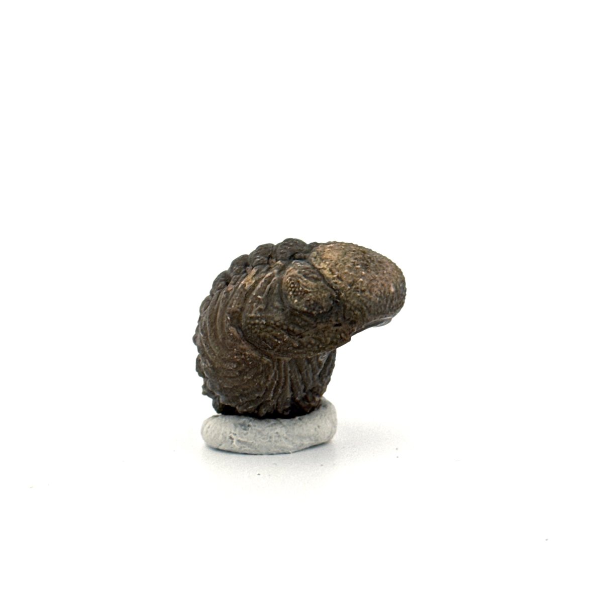 Morocops, Devonian Rolled - up Trilobite fossil from Morocco (1.70") - FossilsAndMore