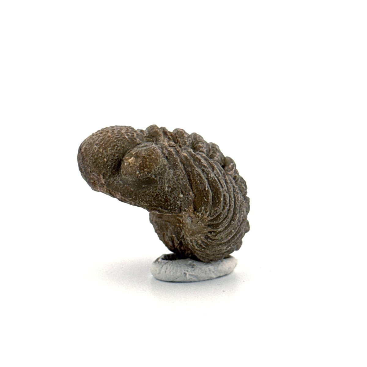 Morocops, Devonian Rolled - up Trilobite fossil from Morocco (2.00") - FossilsAndMore
