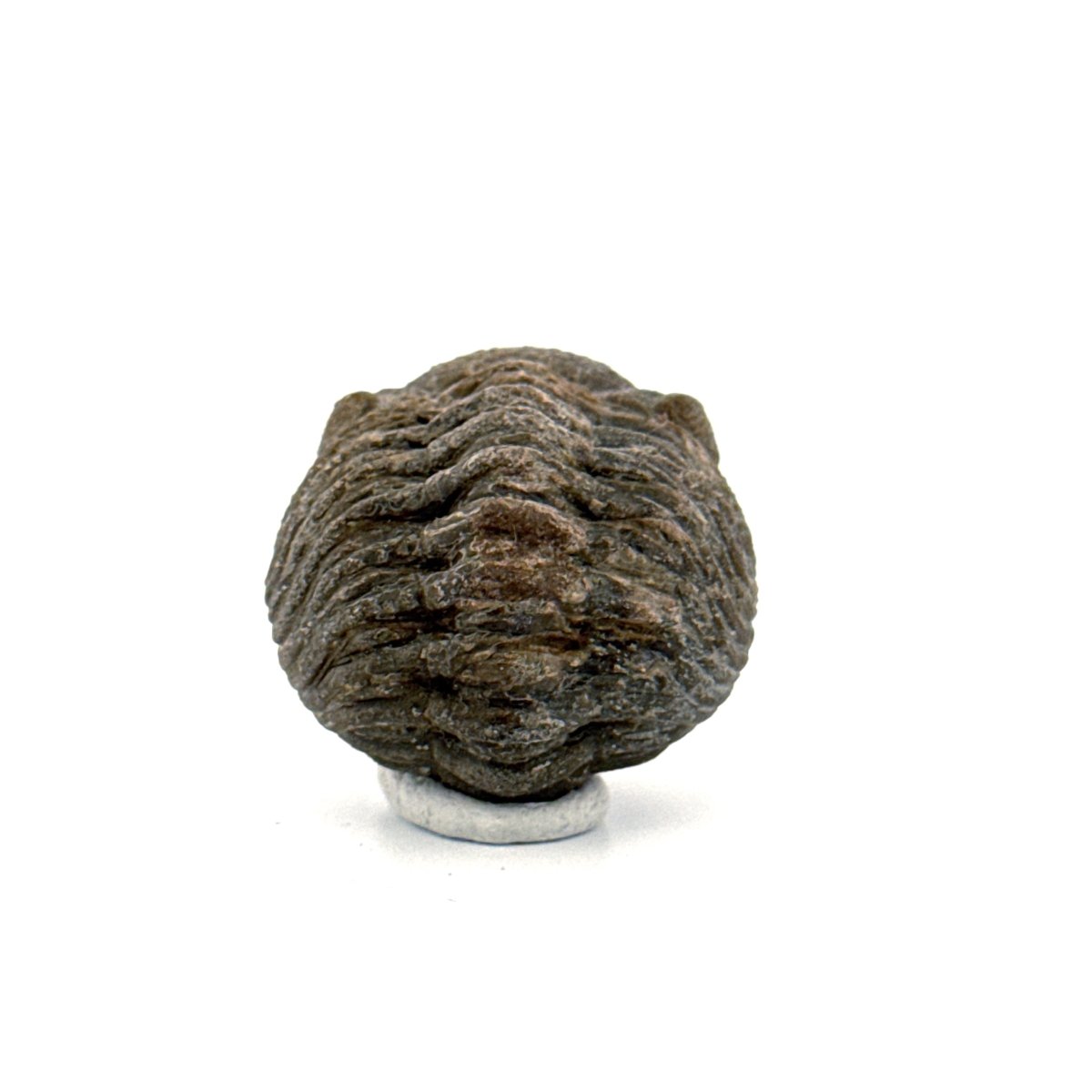 Morocops, Devonian Rolled - up Trilobite fossil from Morocco (2.00") - FossilsAndMore