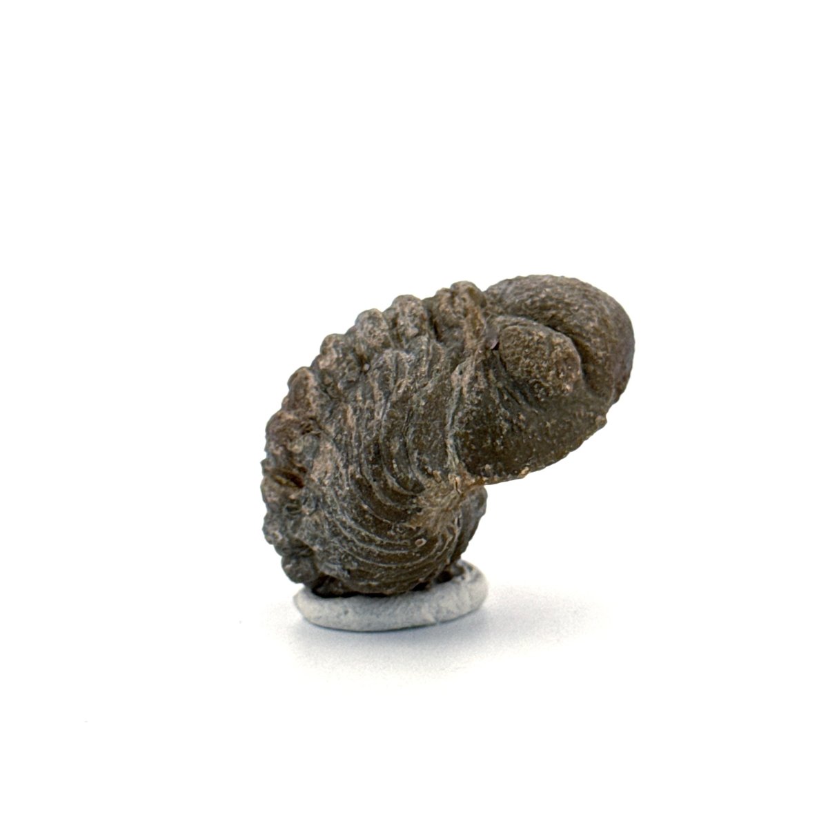 Morocops, Devonian Rolled - up Trilobite fossil from Morocco (2.00") - FossilsAndMore
