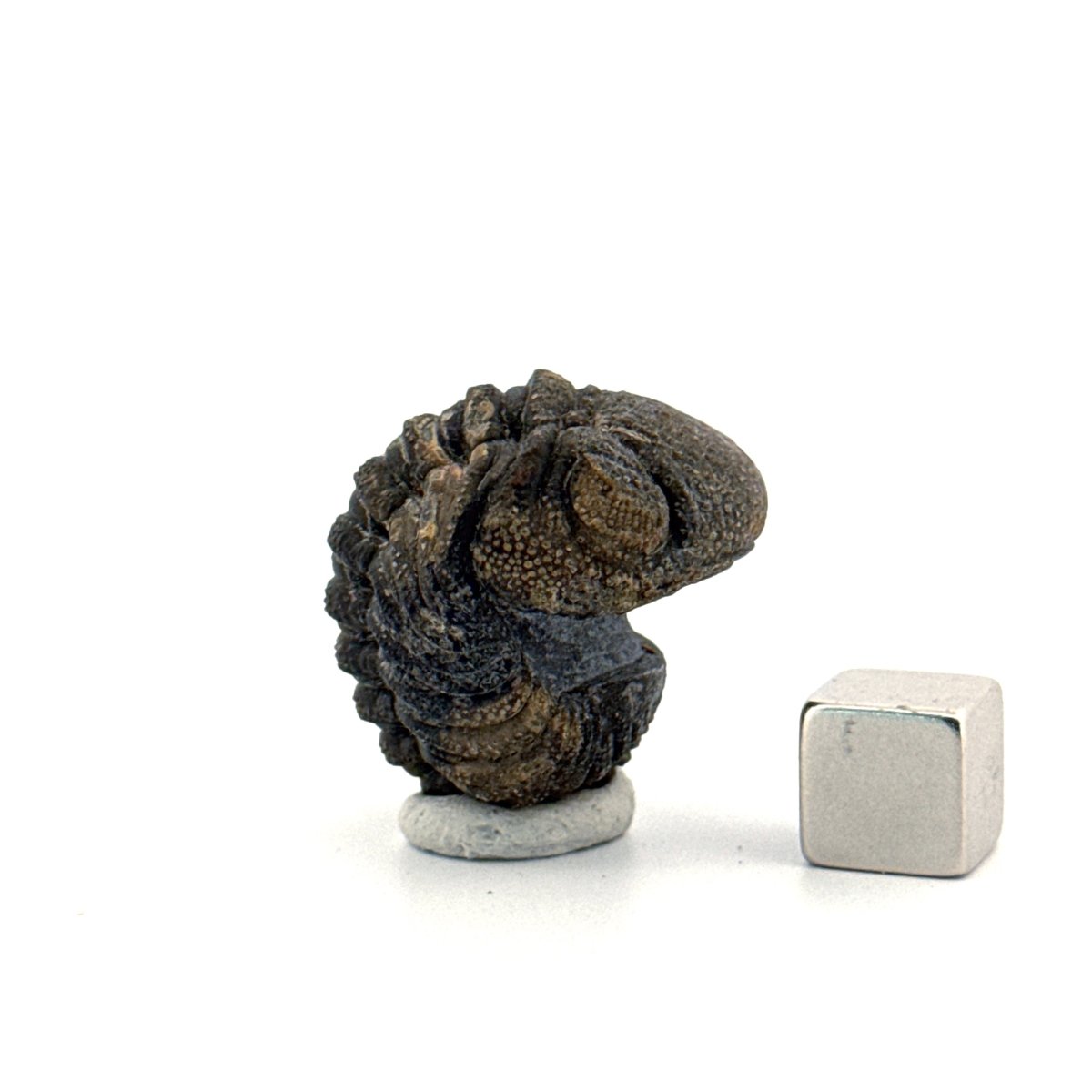 Morocops, Devonian Rolled - up Trilobite fossil from Morocco (2.00") - FossilsAndMore