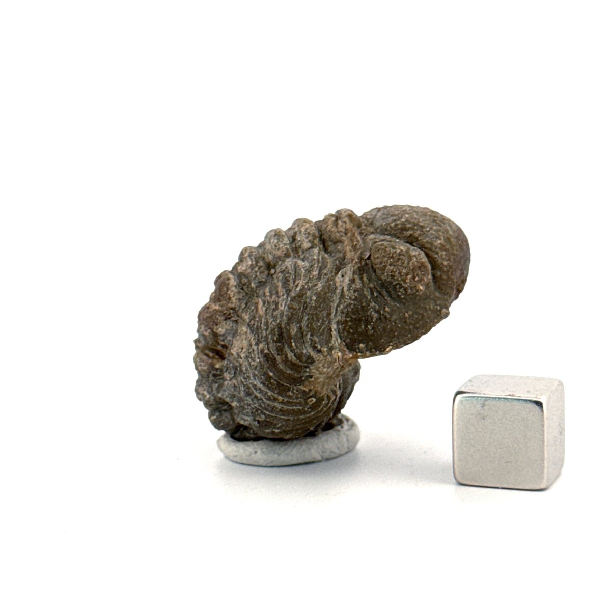 Morocops, Devonian Rolled - up Trilobite fossil from Morocco (2.00") - FossilsAndMore