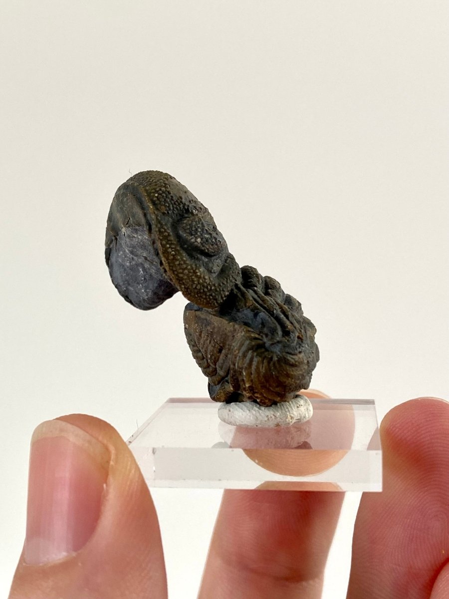 Morocops fossil Trilobite rolled up (3.5cm) - FossilsAndMore