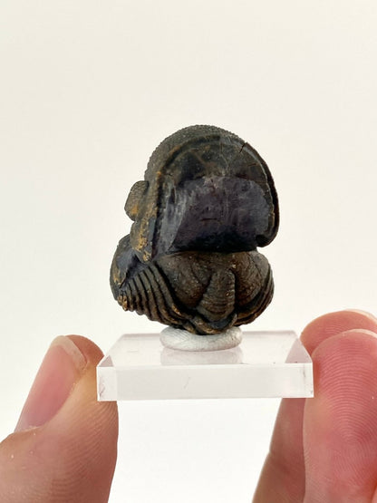 Morocops fossil Trilobite rolled up (3.5cm) - FossilsAndMore